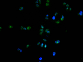 SF3B3 Antibody