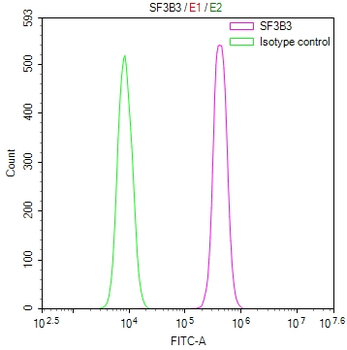 SF3B3 Antibody