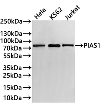 PIAS1 Antibody
