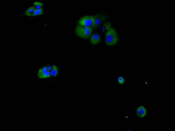 MAP2K2&MAP2K1 Antibody