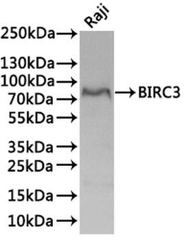 BIRC3 Antibody