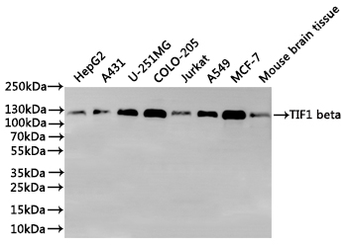 TRIM28 Antibody