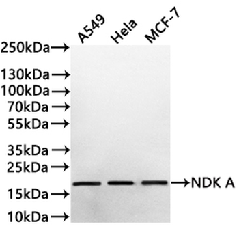 NME1 Antibody