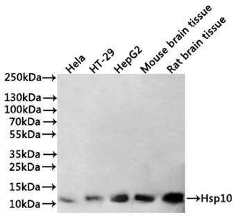 HSPE1 Antibody