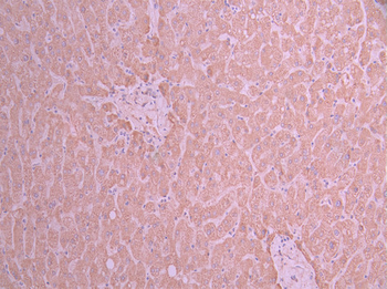 HSPE1 Antibody