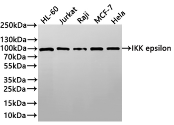 IKBKE Antibody