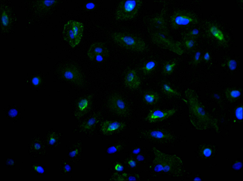IKBKE Antibody