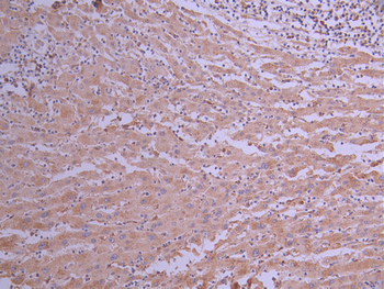 NCF2 Antibody