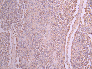 NCF2 Antibody