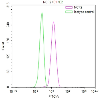 NCF2 Antibody