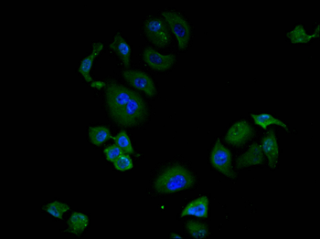 CDKN1C Antibody