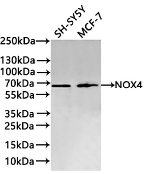 NOX4 Antibody