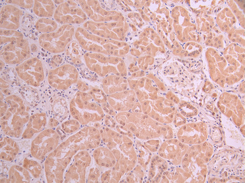 NOX4 Antibody