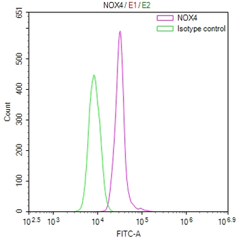 NOX4 Antibody