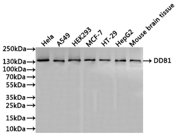 DDB1 Antibody