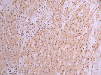DDB1 Antibody