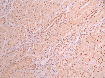 DDB1 Antibody