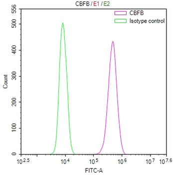 CBFB Antibody