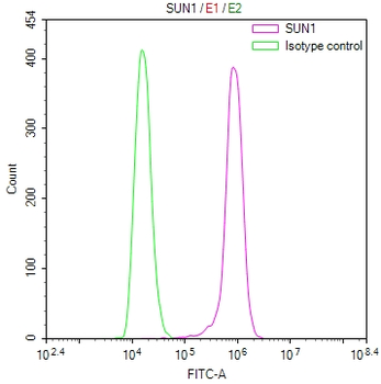 SUN1 Antibody