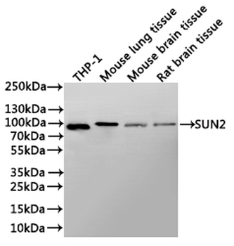 SUN2 Antibody