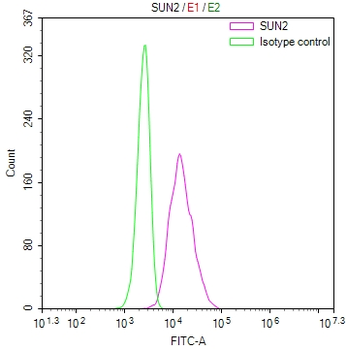 SUN2 Antibody