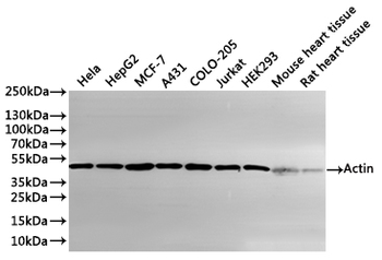 ACTA2&ACTC1&ACTG2 Antibody