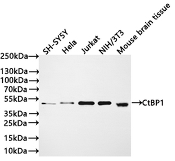 CTBP1 Antibody