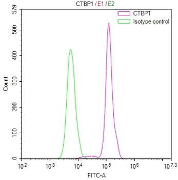 CTBP1 Antibody