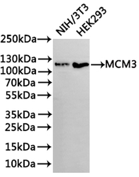 MCM3 Antibody