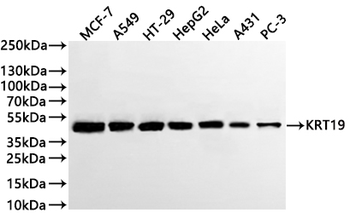 KRT19 Antibody