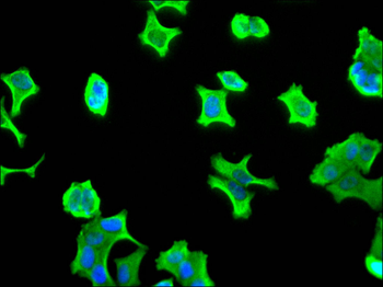 KRT19 Antibody