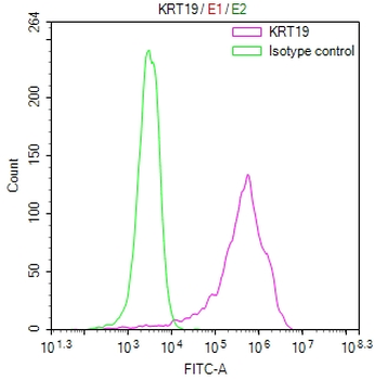 KRT19 Antibody