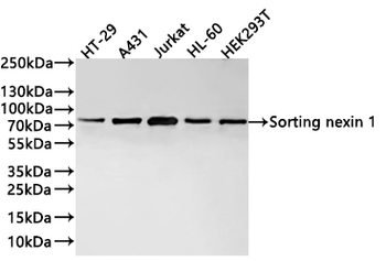 SNX1 Antibody