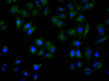SNX1 Antibody