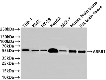 ARRB1 Antibody