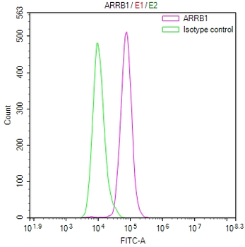 ARRB1 Antibody