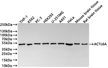 ACTL6A Antibody