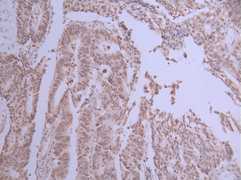ACTL6A Antibody