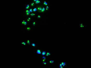 ACTL6A Antibody