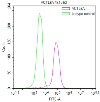 ACTL6A Antibody