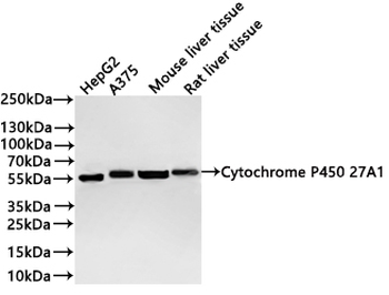 CYP27A1 Antibody