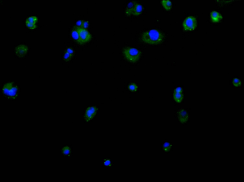 CYP27A1 Antibody