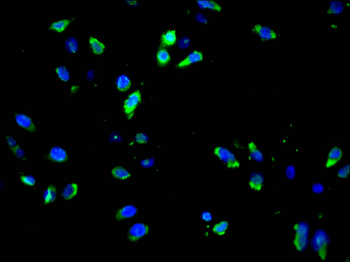 AP2A1 Antibody