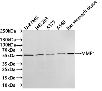 MMP1 Antibody