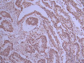 BANF1 Antibody