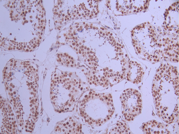 BANF1 Antibody