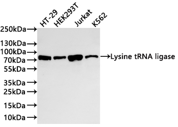 KARS Antibody