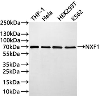 NXF1 Antibody
