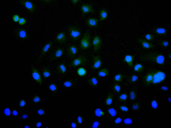 NXF1 Antibody