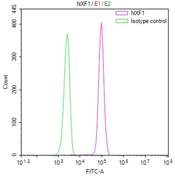 NXF1 Antibody